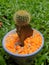 grafted cactus with orange stones