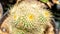 Grafted cluster Notocactus leninghausii cactus