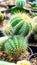 grafted cluster Notocactus magnificus cactus
