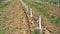 grafted trees in an apple orchard protected with bordeaux mixture to combat downy mildew