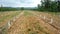 grafted trees in an apple orchard protected with bordeaux mixture to combat downy mildew