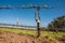 Grafted vines in organic vineyard in McLaren Vale, Australia