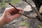 Grafting fruit tree in cleft using cuttings. Gardener uses grafting tape. Closeup.