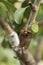 Grafting of fruit trees. Plum on almond tree, works in the garden