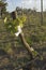 Grafting in grapevines