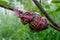 Grafting guava tree trunk in local organic farmland