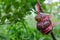 Grafting guava tree trunk in local organic farmland