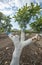 Grafting mango tree