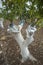 Grafting mango tree