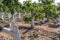 Grafting on a mango tree