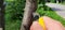 Grafting with a plum tree bud. First you need to make a vertical cut in the bark of the tree