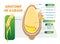 Grain anatomical layers vector illustration diagram.