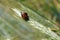 Grain Beetle Anisoplia Austriaca