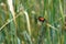 Grain Beetle Anisoplia Austriaca