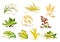 Grain and cereals ears vector isolated icons