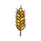 Grain crop doodle icon. Stylized emblem of barley, wheat. Vertical ear of plant for packaging design. Color illustration for