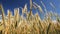 Grain field close up shot