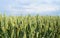 Grain field - closeup 3