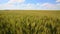 Grain field, green grain growing in a farm field