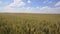 Grain field, green grain growing in a farm field