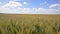 Grain field, green grain growing in a farm field