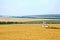 Grain field with oil pump