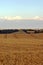 Grain field in summer