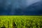 Grain field in sunlight