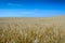 A grain field on a sunny day in Slovakia