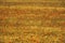 Grain fields in the Bardenas Reales desert, Navarre