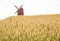 Grain fields and windmill