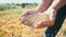 The grain is in the hands of the farmer, wheat is poured through the fingers of the man in the field