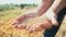 The grain is in the hands of the farmer, wheat is poured through the fingers of the man in the field