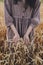 Grain harvest. Woman hand holding wheat stems in field, cropped view.  Female in rustic linen dress touching ripe wheat ears in