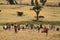 Grain harvesting in Ethiopia in Africa