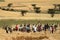 Grain harvesting in Ethiopia in Africa