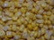 Grain milk corn. washed grains. background in yellow color.