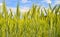 Grain probably young rye field detail with blue sky and clouds on background