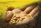 Grain seeds hand