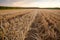 Grain stubble and corn stalks in field