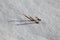 Grain stubble in a snow covered field in winter