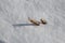 Grain stubble in a snow covered field in winter