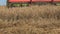 Grain thresher combine machine harvesting wheat rye barley ears in summer agriculture field. 4K