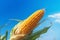 Grain vegetable fresh food plant harvest farming yellow agriculture crop corn