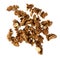 Grain Walnut, on a white background in isolation