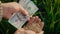 Grain of wheat and cash notes in hands of farmer under beautiful rays of sunset closeup. Businessman evaluates quality