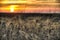 Grain yellow wheat Sheaves at sunset