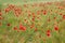Grainfield with red poppies