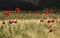 Grainfield with red poppies, back lighted
