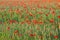 Grainfield with red poppy flowers